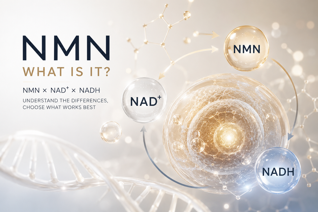 NMN是什麼? 3分鐘搞懂NMN、NAD⁺、NADH，細胞逆齡選對更有效